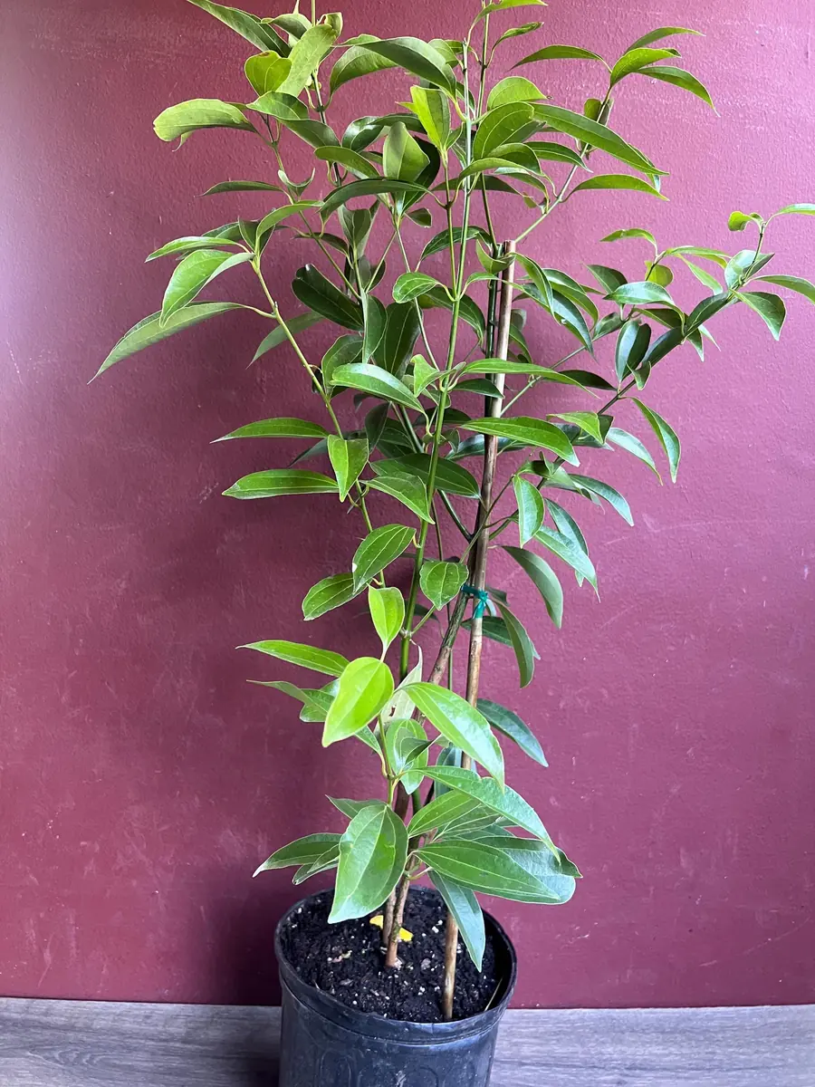 Cinnamon Tree Live Plant - Ceylon Cinnamon (Cinnamomum verum) - 10 inch Pot - Image 4