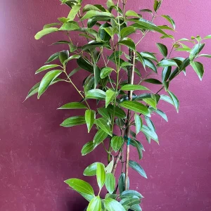 Cinnamon Tree Live Plant - Ceylon Cinnamon (Cinnamomum verum) - 10 inch Pot - Image 5