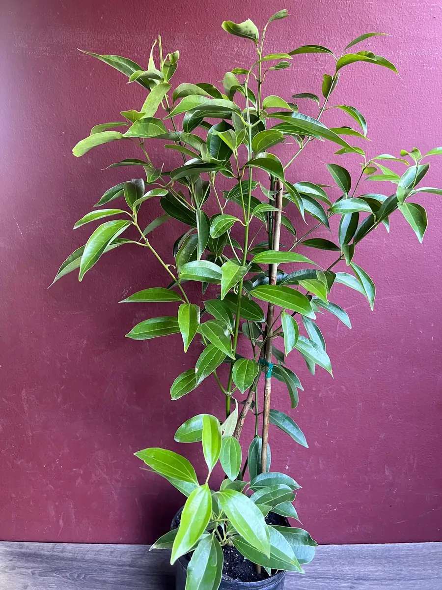 Cinnamon Tree Live Plant - Ceylon Cinnamon (Cinnamomum verum) - 10 inch Pot - Image 5