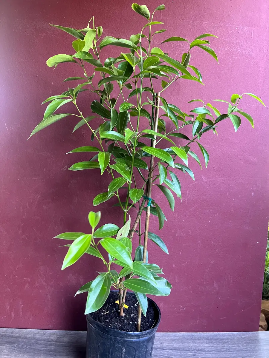 Cinnamon Tree Live Plant - Ceylon Cinnamon (Cinnamomum verum) - 10 inch Pot - Image 6