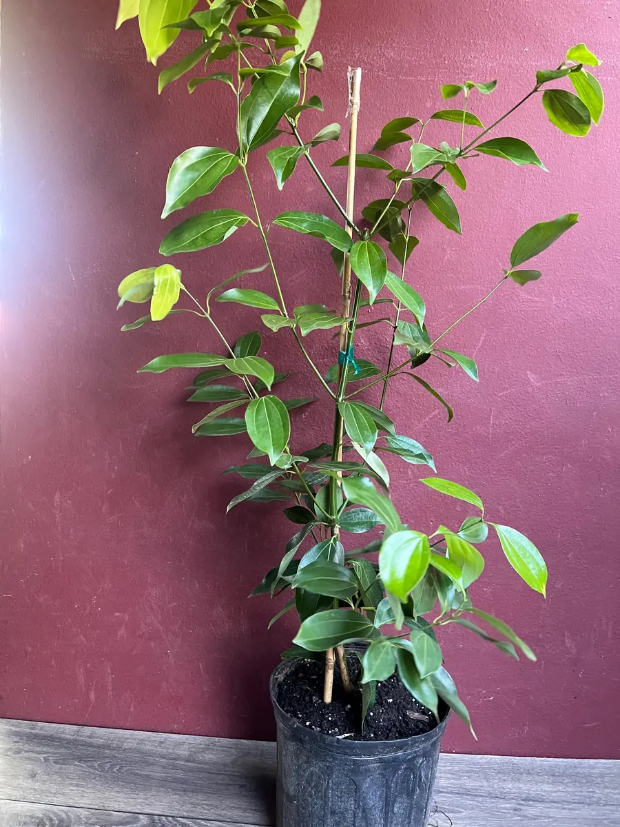 Cinnamon Tree Live Plant - Ceylon Cinnamon (Cinnamomum verum) - 10 inch Pot - Image 7