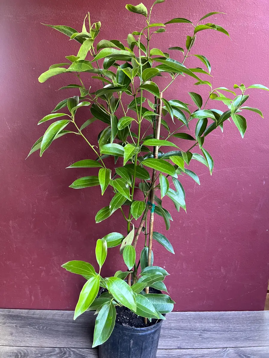 Cinnamon Tree Live Plant - Ceylon Cinnamon (Cinnamomum verum) - 10 inch Pot - Image 1