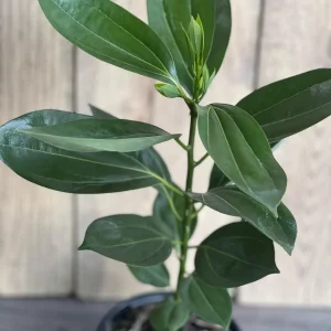 Cinnamon Tree Live Plant – Cinnamomum verum – 6 inch Pot – Indoor/Outdoor - Image 1