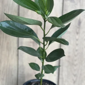 Cinnamon Tree Live Plant – Cinnamomum verum – 6 inch Pot – Indoor/Outdoor - Image 8