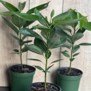 Cinnamon Tree Live Plant – Cinnamomum verum – 6 inch Pot – Indoor/Outdoor - Image 9