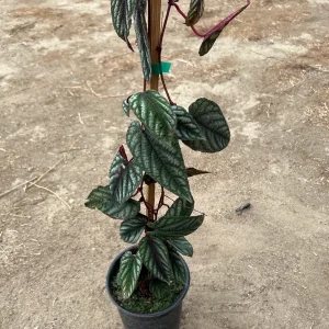 Cissus Discolor Live Plant – 1-2 ft Tall Rex Begonia Vine in 6” Pot - Image 2