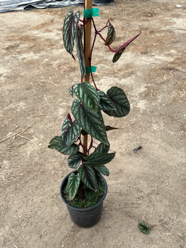 Cissus Discolor Live Plant – 1-2 ft Tall Rex Begonia Vine in 6” Pot - Image 2