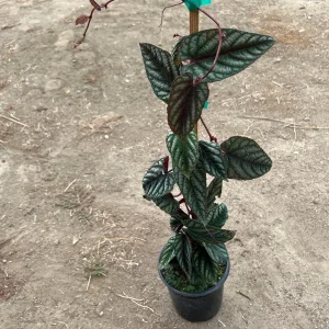 Cissus Discolor Live Plant – 1-2 ft Tall Rex Begonia Vine in 6” Pot - Image 3