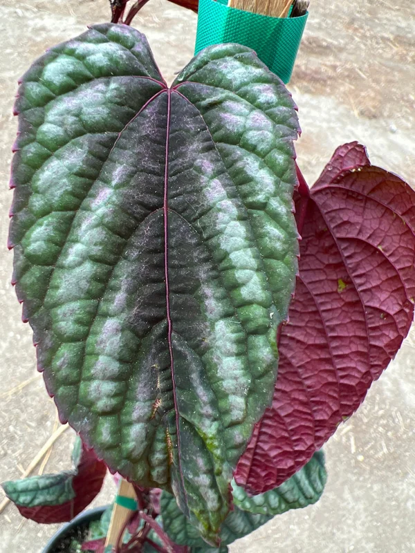 Cissus Discolor Live Plant – 1-2 ft Tall Rex Begonia Vine in 6” Pot - Image 1