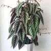 Cissus Discolor Live Plant 2 inch Pot - Rex Begonia Vine Houseplant - Image 1