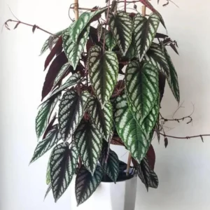 Cissus Discolor Live Plant 2 inch Pot - Rex Begonia Vine Houseplant - Image 1