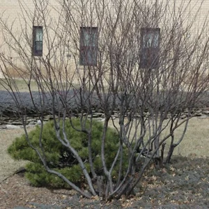 Cistena Plum Live Plant – Quart Pot – Ornamental Purple Foliage Shrub - Image 10