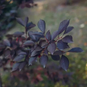 Cistena Plum Live Plant – Quart Pot – Ornamental Purple Foliage Shrub - Image 6