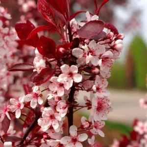 Cistena Plum Live Plant – Quart Pot – Ornamental Purple Foliage Shrub - Image 7