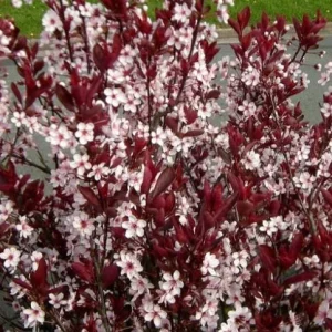 Cistena Plum Live Plant – Quart Pot – Ornamental Purple Foliage Shrub - Image 8