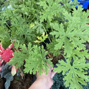 Citronella Geranium Live Plant - 4 Inch Pot, Fragrant Outdoor Patio Garden Plant - Image 5