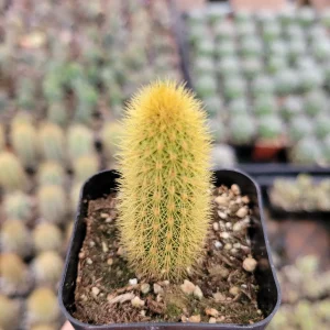 Cleistocactus winteri Golden Rat Tail Cactus Live Plant - Succulent - Image 3