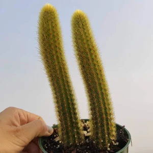 Cleistocactus winteri Golden Rat Tail Cactus Live Plant - Succulent - Image 8