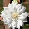 Clematis Duchess of Edinburgh - Double White Flowers - Live Plant - 2.5" Pot - Image 1