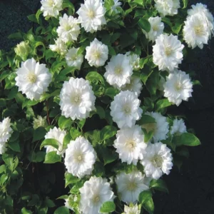 Clematis Duchess of Edinburgh - Double White Flowers - Live Plant - 2.5