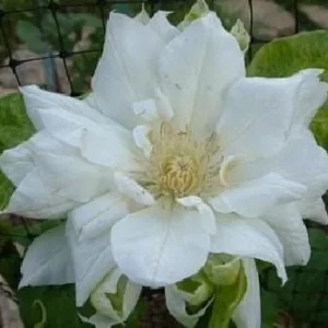 Clematis Duchess of Edinburgh - Double White Flowers - Live Plant - 2.5