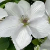 Clematis Guernsey Flute Vine Perennial - Live Plant with White Flowers - 2.5" Pot - Image 1
