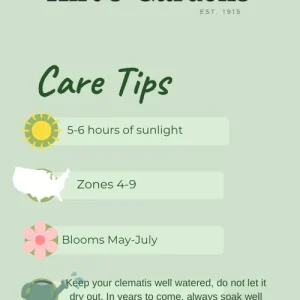 Clematis Guernsey Flute Vine Perennial - Live Plant with White Flowers - 2.5