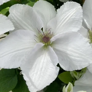 Clematis Guernsey Flute Vine Perennial - Live Plant with White Flowers - 2.5" Pot - Image 1