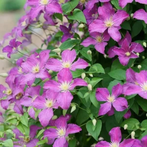 Clematis Jackmanii Hybrid Live Plant - Light Purple Flowers - 4 inch Pot - Outdoor Vine - Image 2