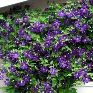 Clematis Jackmanii Superba Live Plant – 2.5 inch Pot – Outdoor Flowering Vine - Image 1