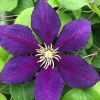 Clematis Vine Collection Live Plant – President, Niobe, Sweet Autumn – 3 Plants – 2.5 inch Pots – Outdoor - Image 1