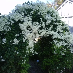 Clematis Vine Collection Live Plant – President, Niobe, Sweet Autumn – 3 Plants – 2.5 inch Pots – Outdoor - Image 4