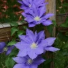 Clematis Vine H.F. Young Live Plant – Wedgewood Blue Flowers – 2.5" Pot – Outdoor - Image 1