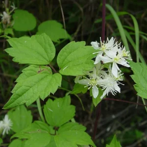 Clematis virginiana Live Plant – Fall Blooming Love Vine – 2.5 inch Pot – Outdoor - Image 2