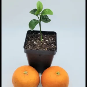 Clementine Mandarin Orange Live Plant – Seedling – 3-5 Inches Tall – Indoor/Outdoor - Image 2