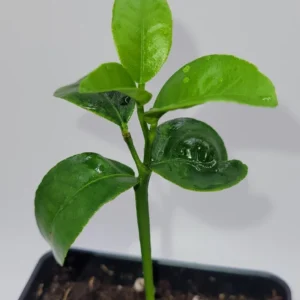 Clementine Mandarin Orange Live Plant – Seedling – 3-5 Inches Tall – Indoor/Outdoor - Image 3