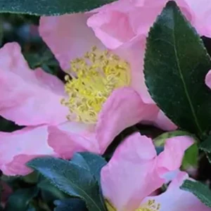 Cleopatra Camellia Live Plant – Fragrant Blooming Shrub – 1-2 ft Tall – 1 Gallon Pot - Image 1