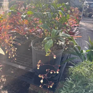 Clerodendrum Schmidtii Live Plant - Chains of Glory - White Cascading Flowers - 2-3 ft Tall - Ships in 3 Gallon Pot - Image 2