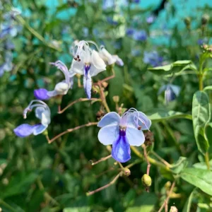 Clerodendrum Ugandense 'Blue Butterfly Bush' Live Plant – 1-2 ft – Ships in 6