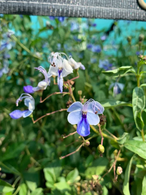 Clerodendrum Ugandense 'Blue Butterfly Bush' Live Plant – 1-2 ft – Ships in 6" pot - Image 2