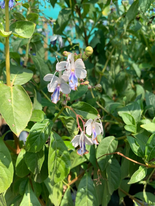Clerodendrum Ugandense 'Blue Butterfly Bush' Live Plant – 1-2 ft – Ships in 6" pot - Image 1
