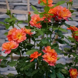 Climbing Rose Live Plant - Emberays® Orange Blooms, 4 inch Pot, Outdoor - Image 1