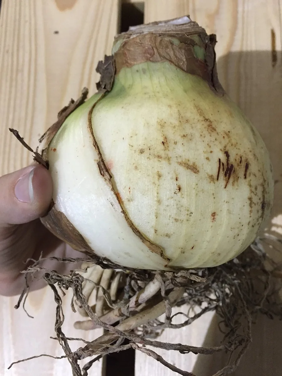 Clown Amaryllis Bulb, 34/36 cm – Winter Forcing & Indoor/Outdoor Blooms - Image 2