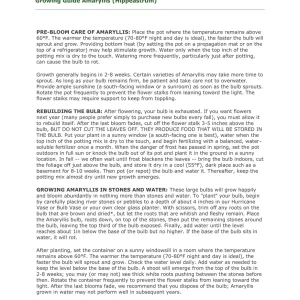 Clown Amaryllis Bulb, 34/36 cm – Winter Forcing & Indoor/Outdoor Blooms - Image 3