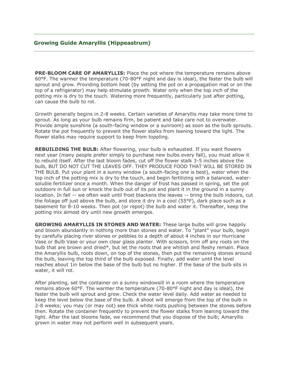 Clown Amaryllis Bulb, 34/36 cm – Winter Forcing & Indoor/Outdoor Blooms - Image 3