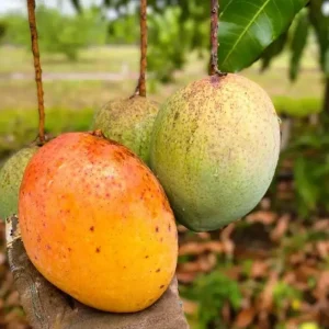 Coconut Cream Mango Live Plant Grafted - 12-18" Tall Tropical Fruit Tree - Image 1