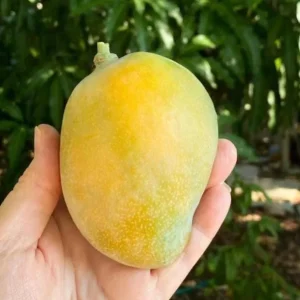 Coconut Cream Mango Live Plant Grafted - 12-18