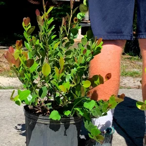 Cocoplum Red Tip Live Plant, 3 Gallon Pot, Evergreen Shrub for Hedges - Image 1