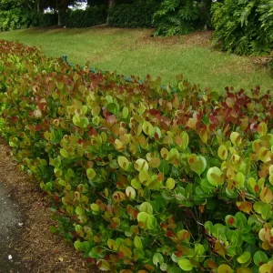 Cocoplum Red Tip Live Plant, 3 Gallon Pot, Evergreen Shrub for Hedges - Image 5