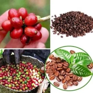 Coffee Tree - Arabica Live Plant – 5 Gallon Pot, 3 Feet Tall - Image 2